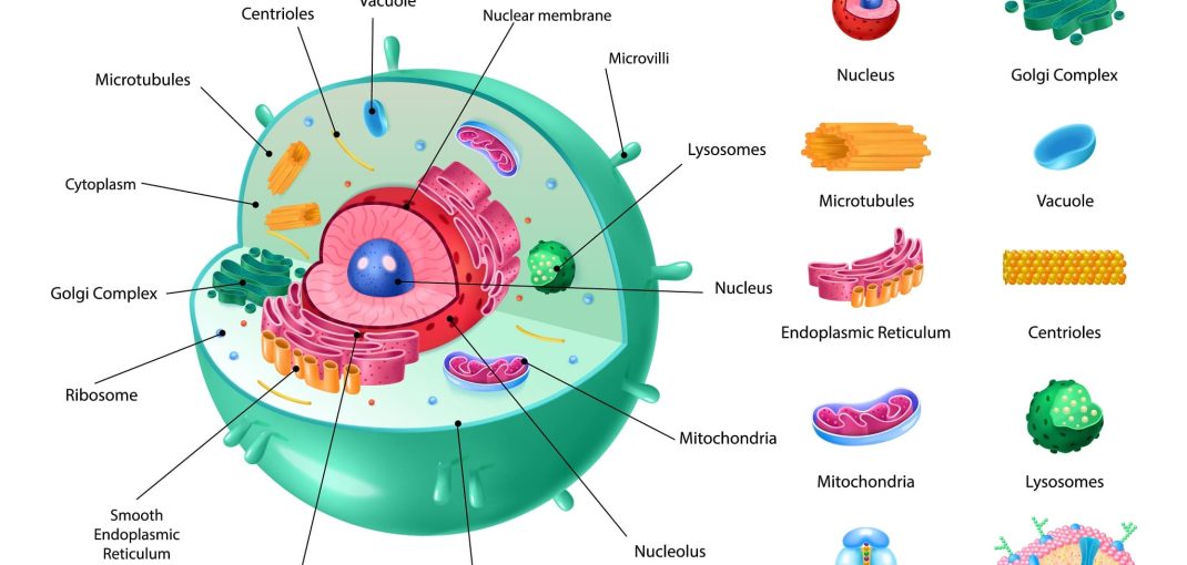 Cell Disruption Techniques: Sonication vs. Homogenization