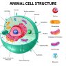 Cell Disruption Techniques: Sonication vs. Homogenization